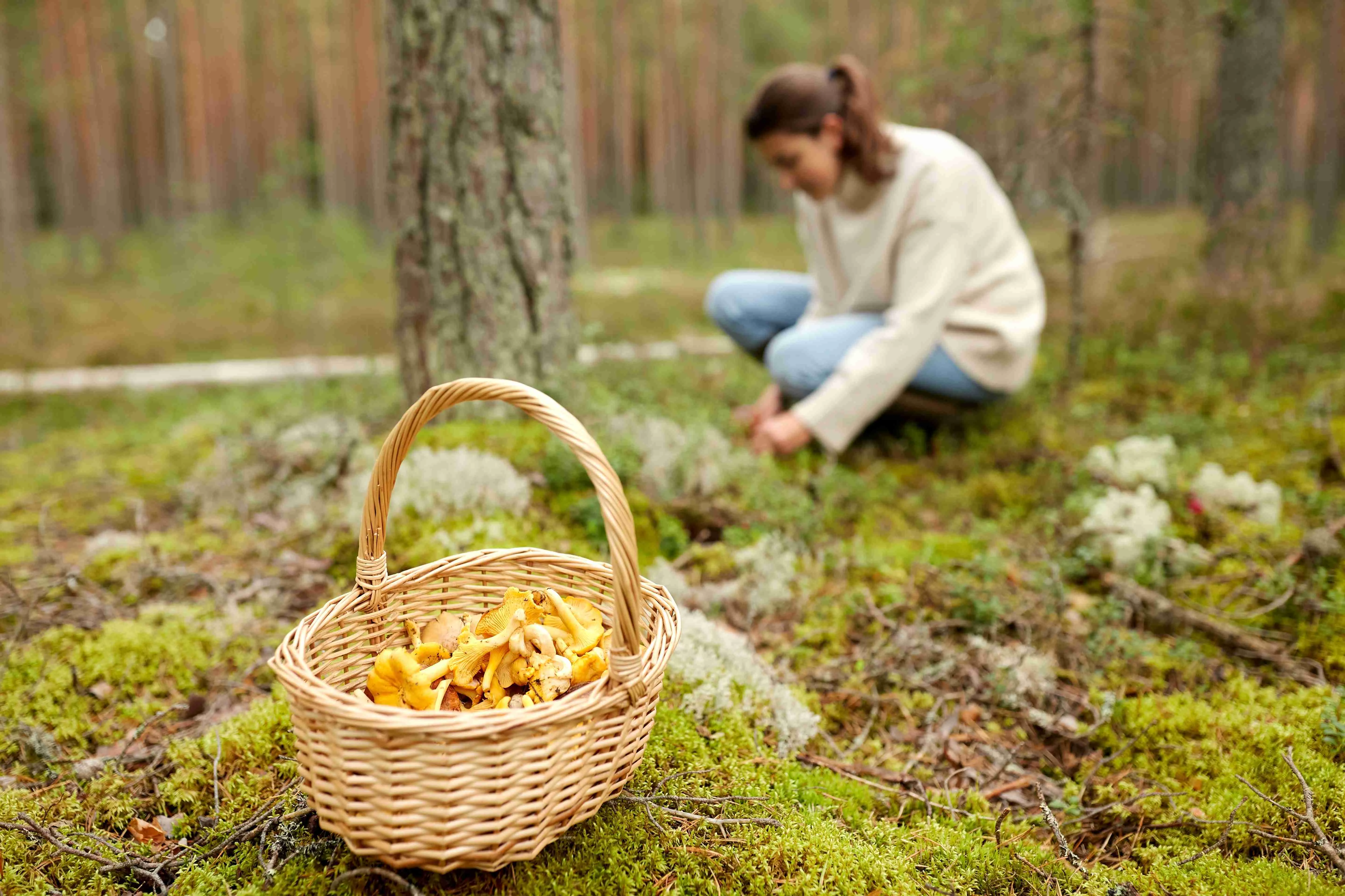 mushroom-picking